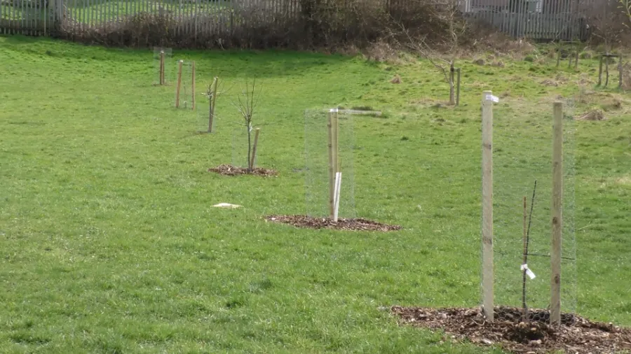 South Normanton Community Orchard | SNPC